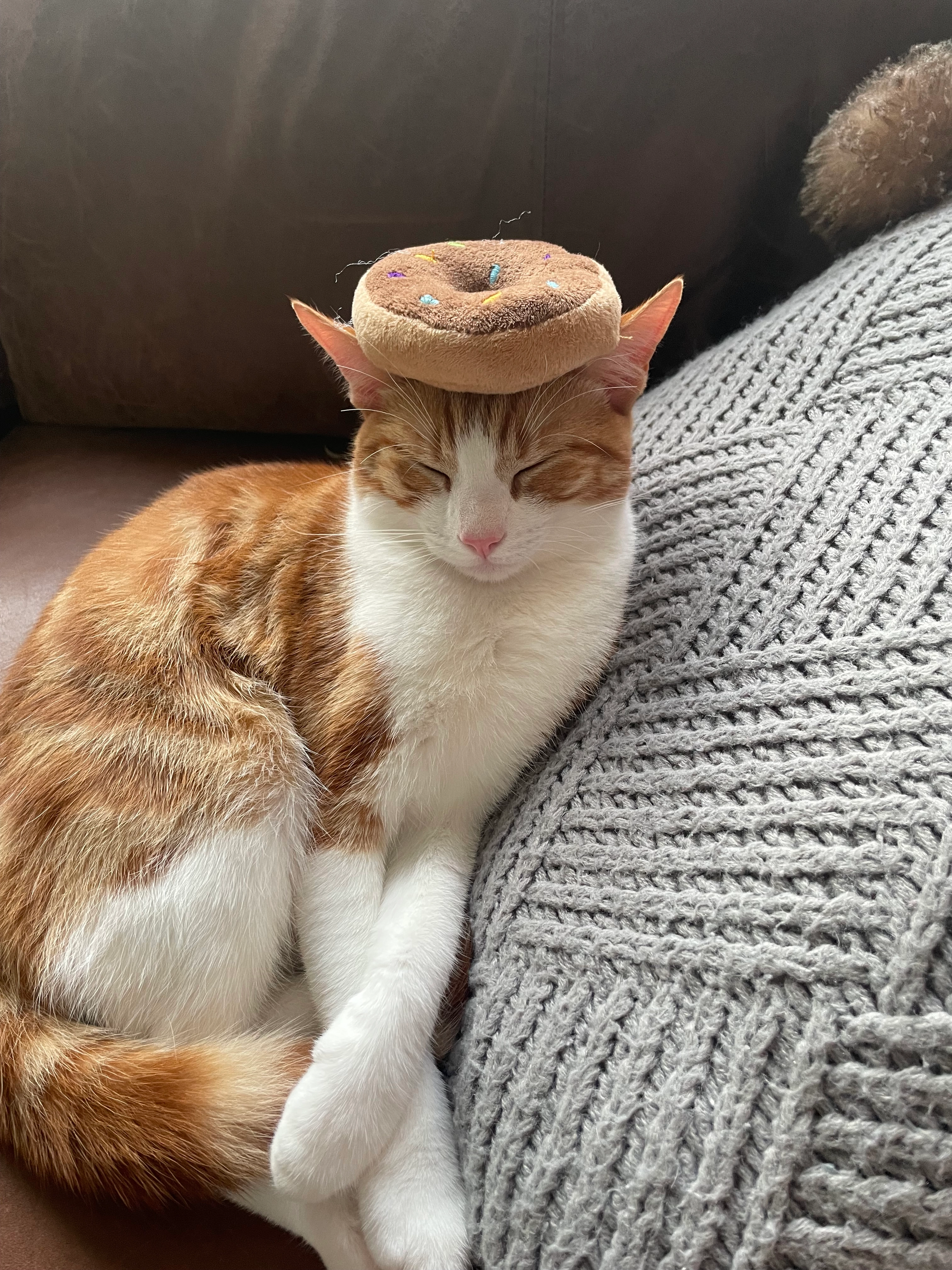 Larry - CW8 2, Northwich