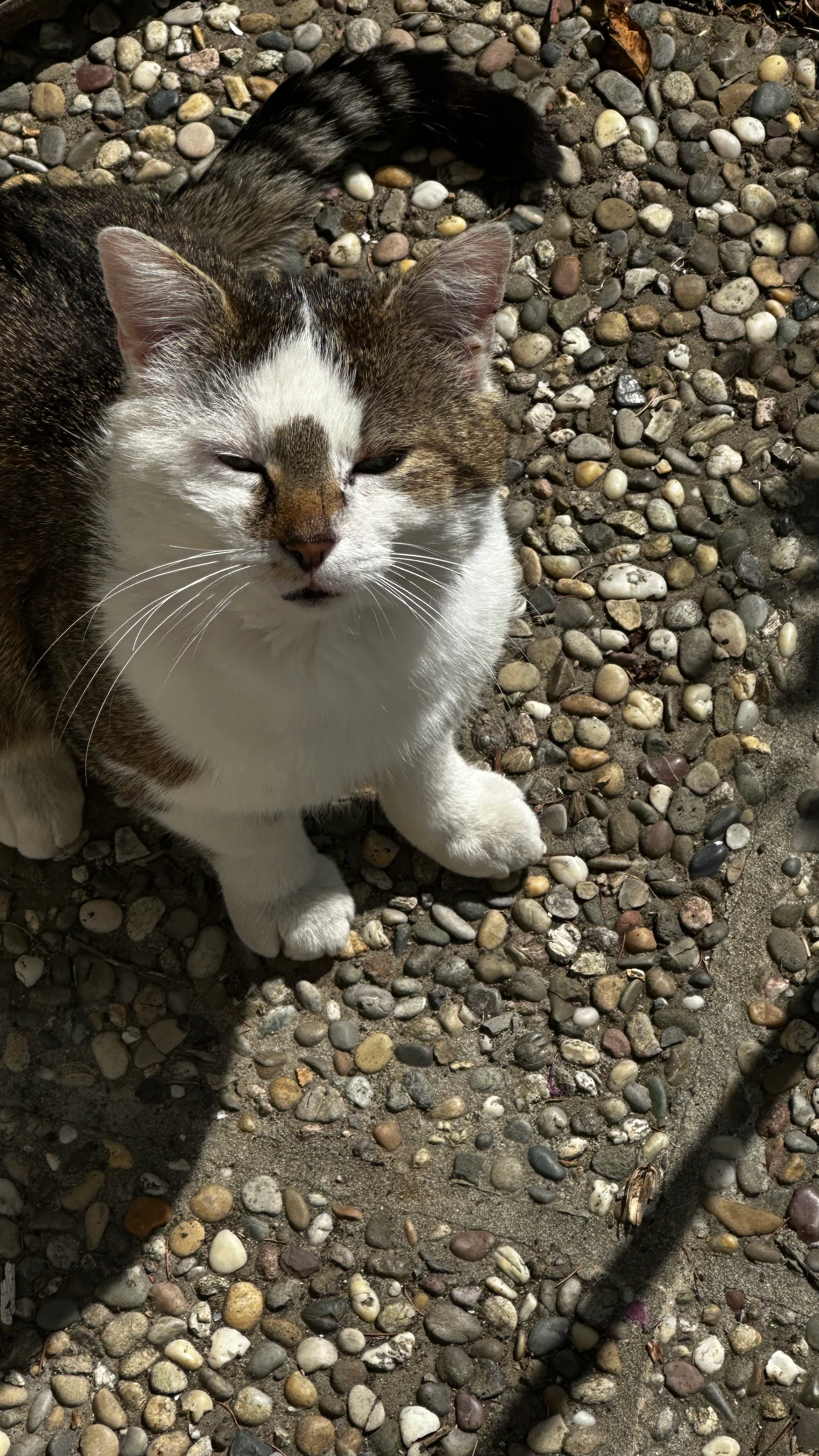 Lulu - Lavendelstraße, Ilshofen