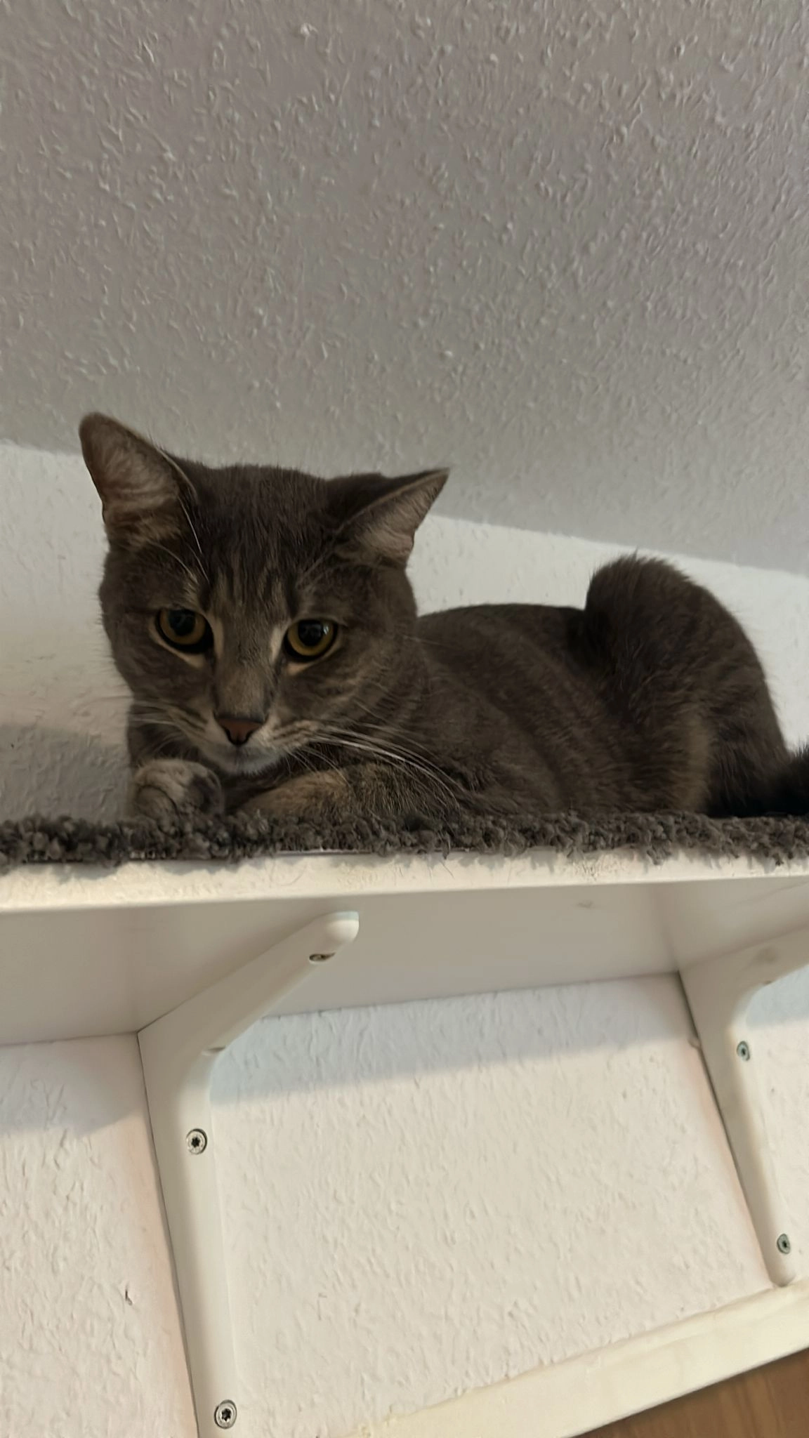 Bounty - Oberer Kuhberg, Ulm