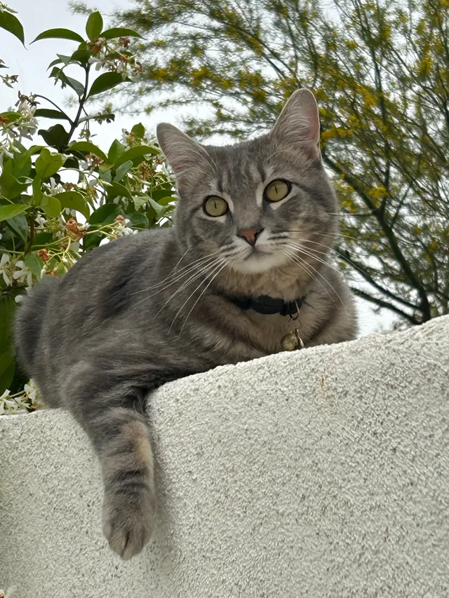 Kitty  - Via Nogales, Palos Verdes Peninsula