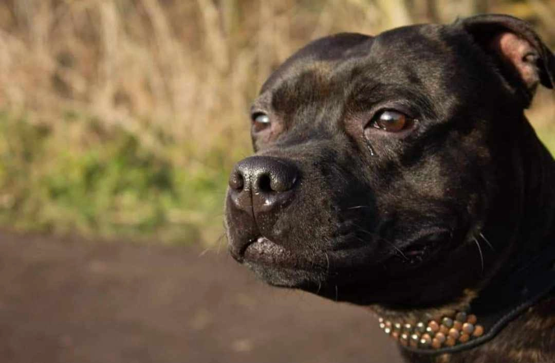 Wotan - Sanderuslaan 70, Evergem