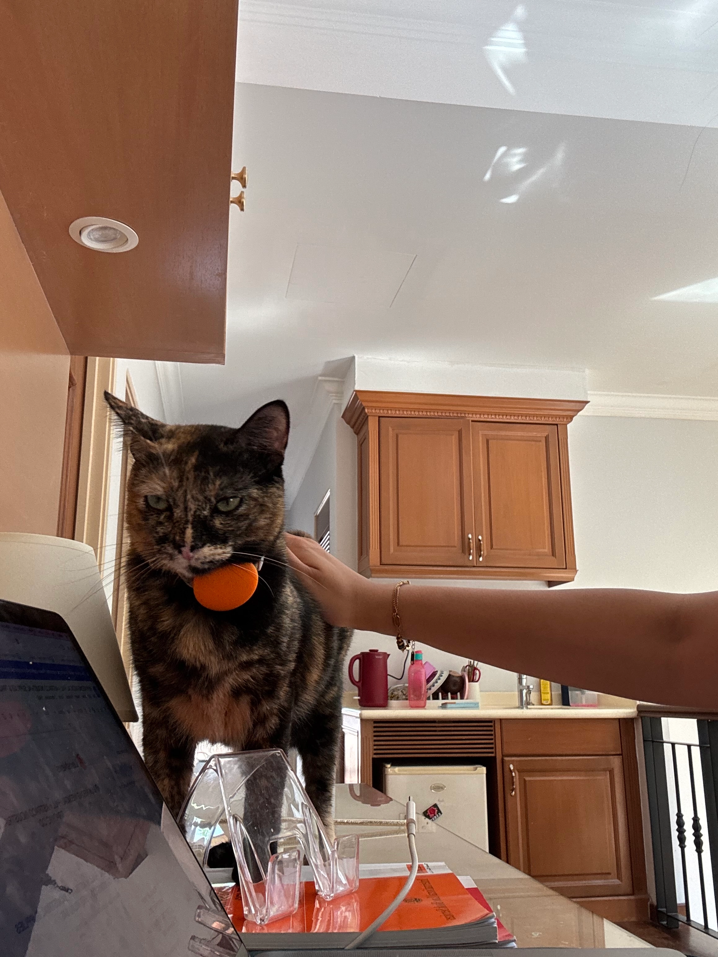 Tia - Jalan A7, Taman Zooview