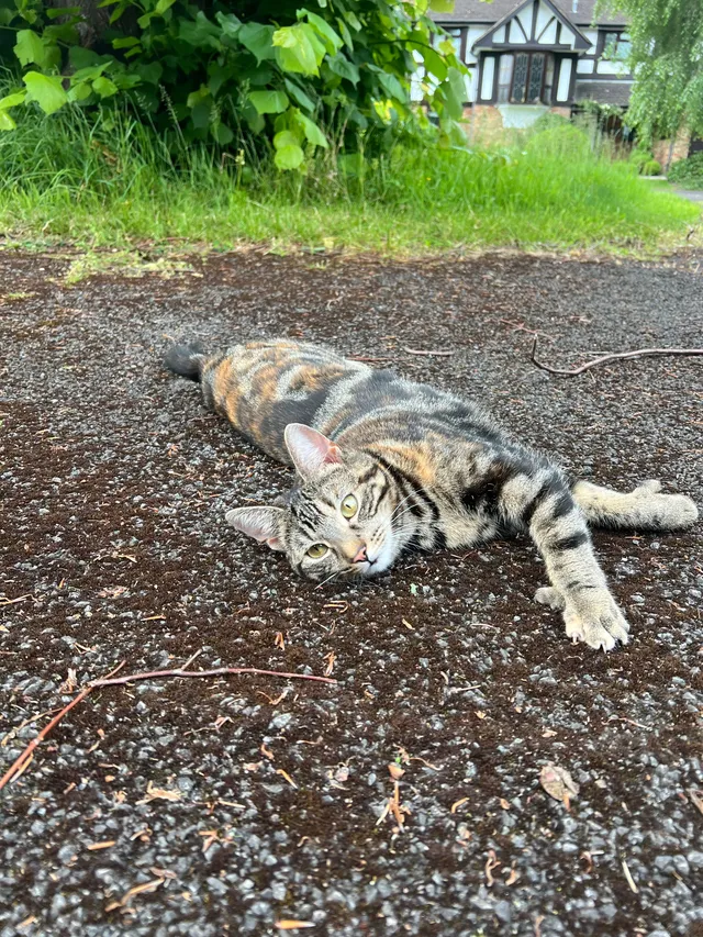 Mabel  - Lime Tree Walk, Rickmansworth