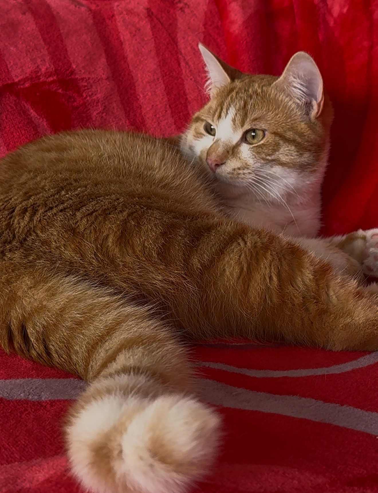 Bibicha  - 4 Rue Nungesser et Coli, Rosny-sous-Bois