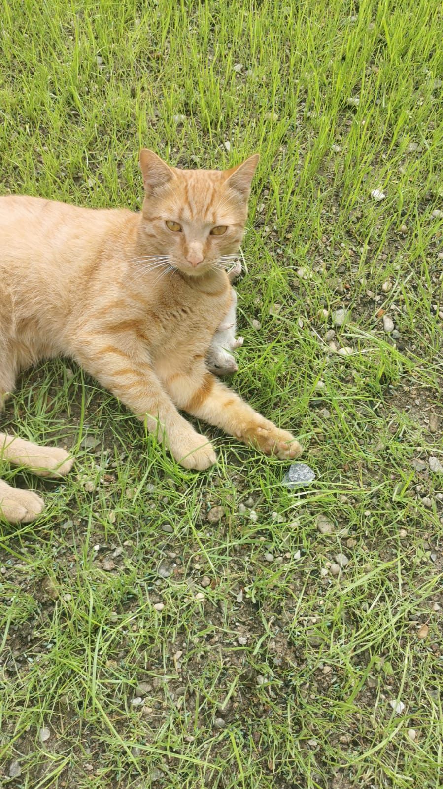 Sari - Wiener Straße, Graz