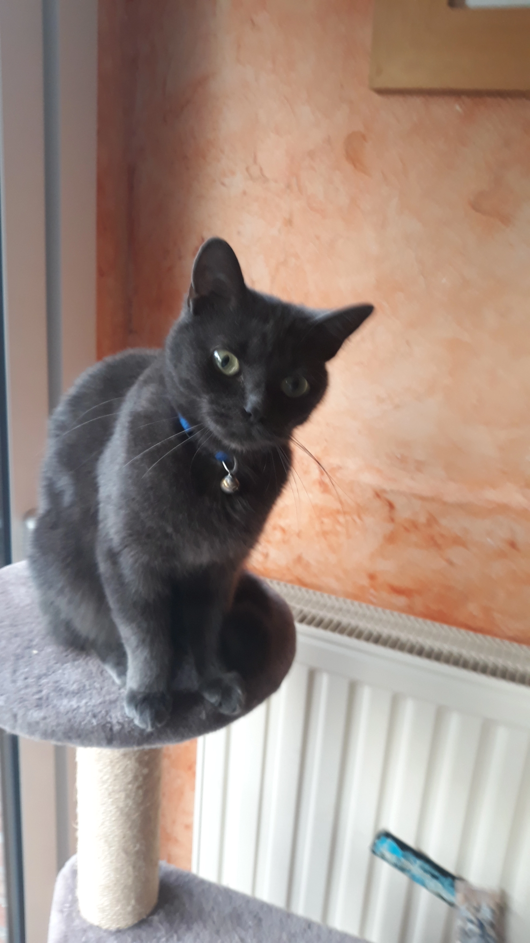 SCAR - 254 Rue de Brantiau, Thun-l'Évêque