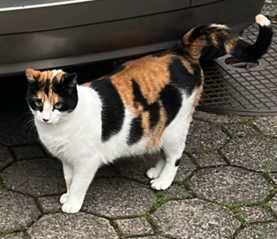 Leyla - Blumenstrasse, Interlaken