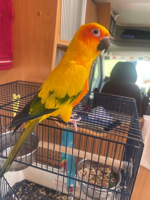 Tournesol  - Route De Puy De Sire, Saint-Bonnet-près-Orcival