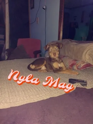 Nyla - North Roxboro Street, Durham