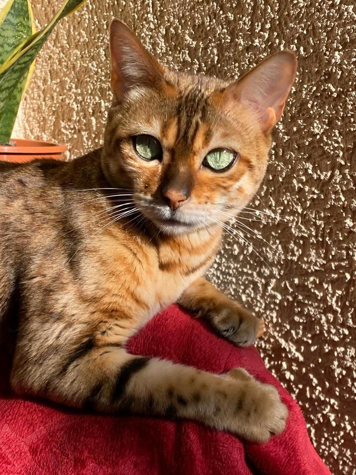 Meggy - Braunkehlchenweg, Isny im Allgäu