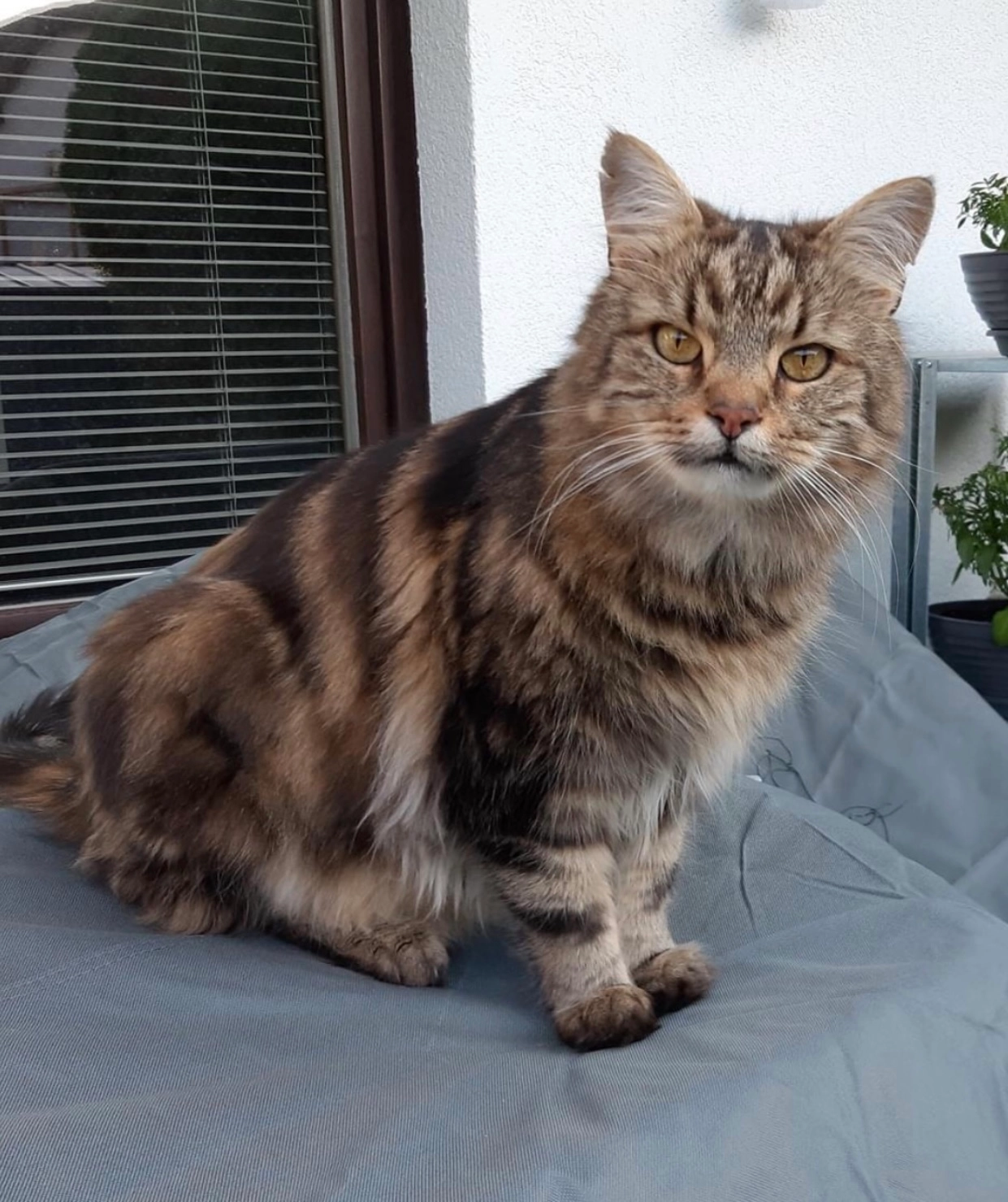 Aljoscha - Kleingartensiedlung 82, Maria-Lanzendorf