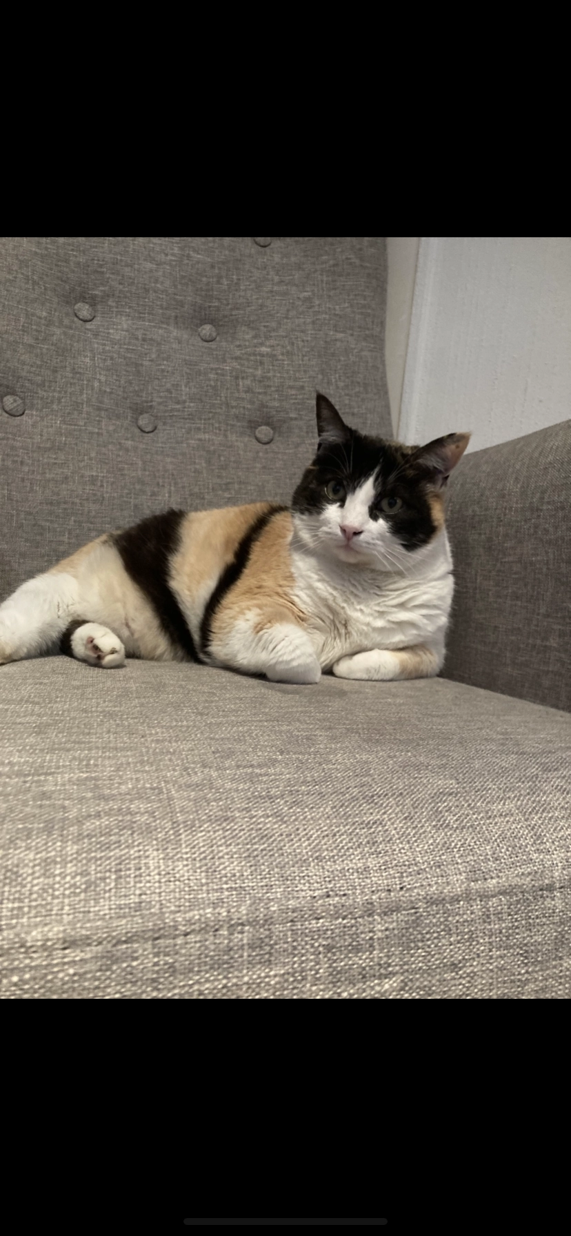 Noisette - Place Des Dahlias, Les Sables-d'Olonne