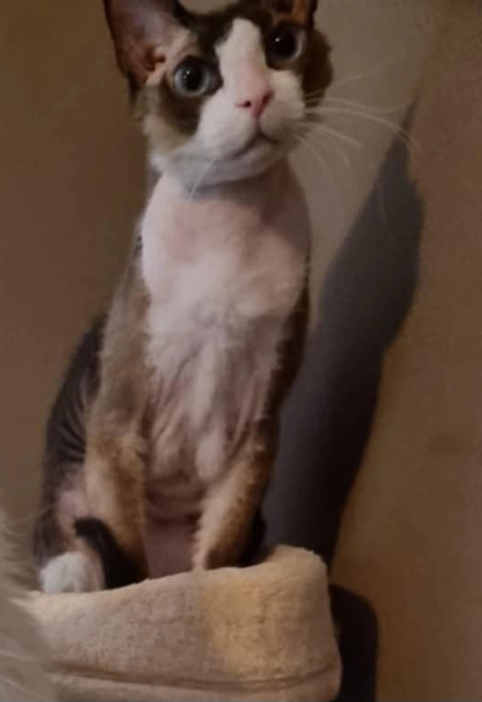 Gismo - Rue des jardins, Hussigny-Godbrange