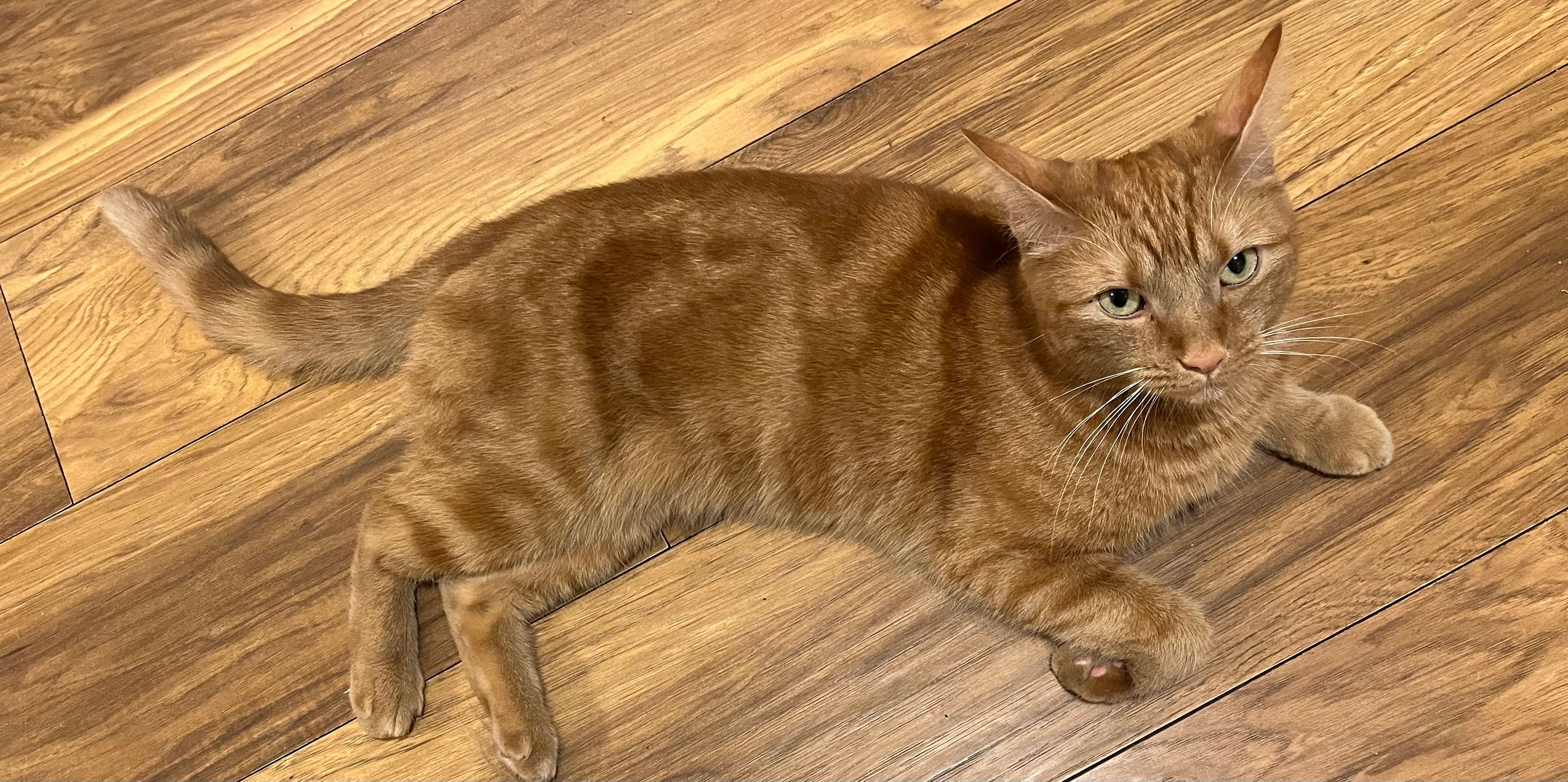 Effie - Blake Road, Thatcham