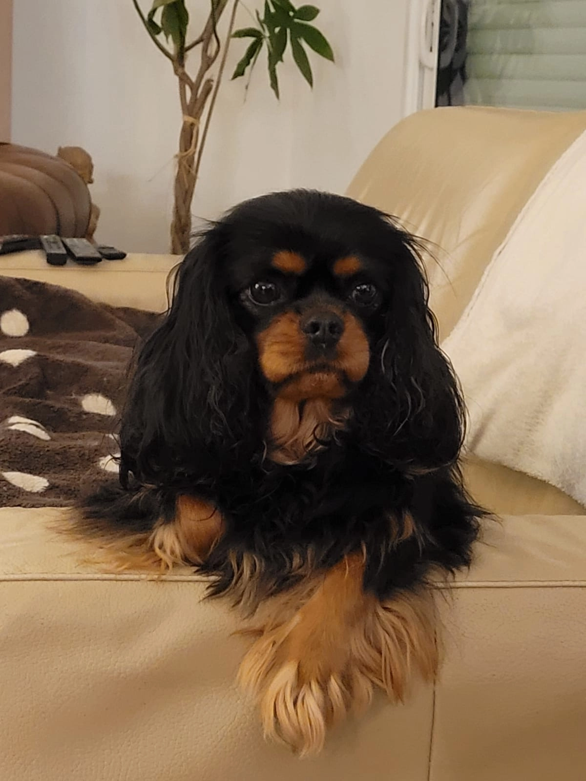 Sahel - Rue de Kersale, Pluneret