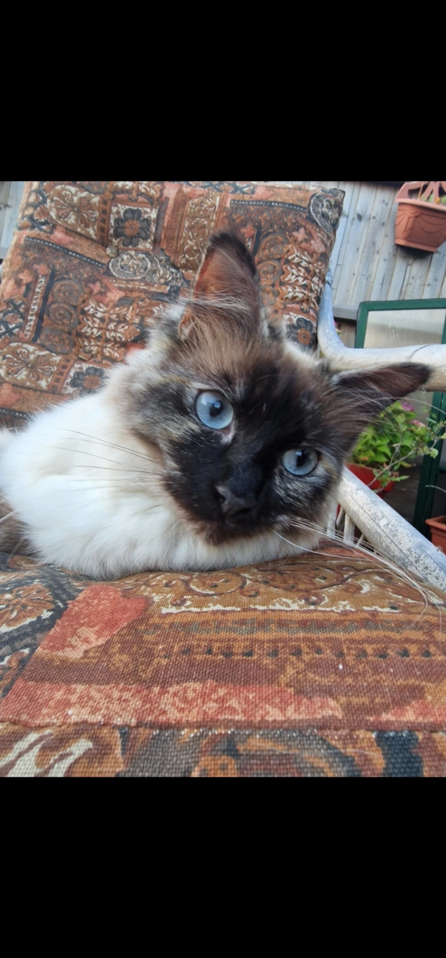 Lyra - Lesley Way, Huntingdon