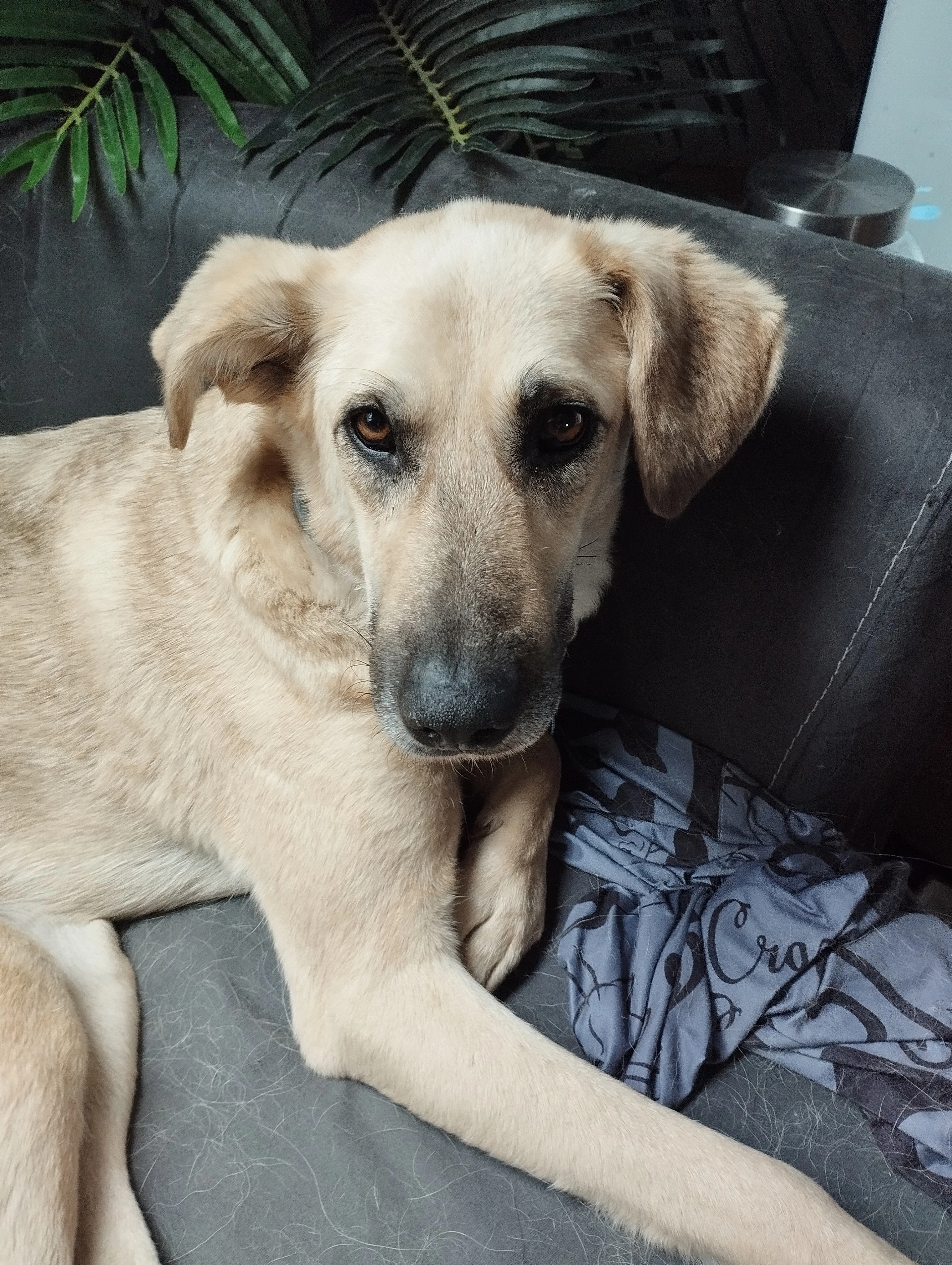 Sweet il est gentil mais peureux - 17 Rue Louis Pasteur, Lutterbach