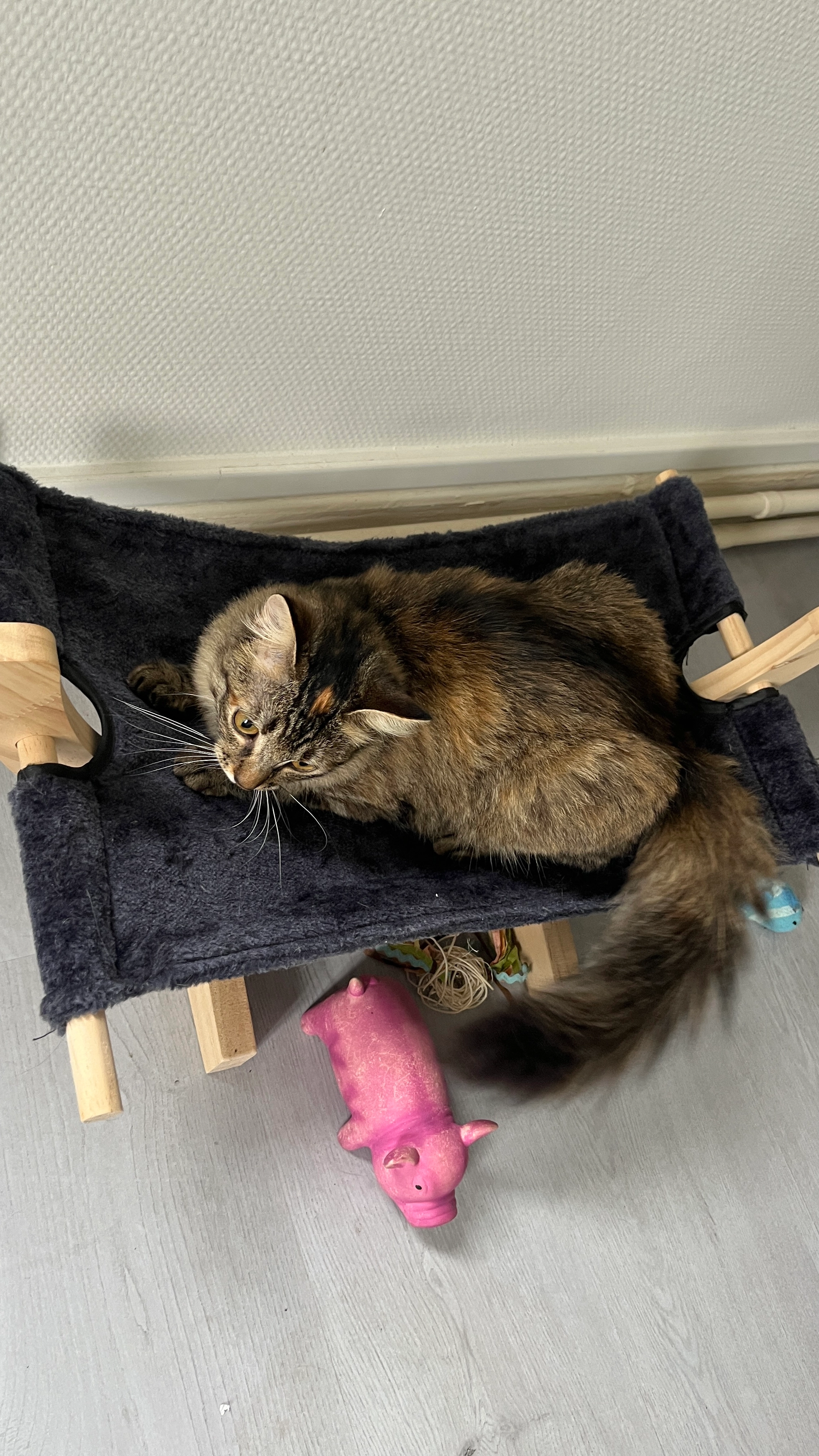 Yzzy - 31 Boulevard Denfert-Rochereau, Angoulême