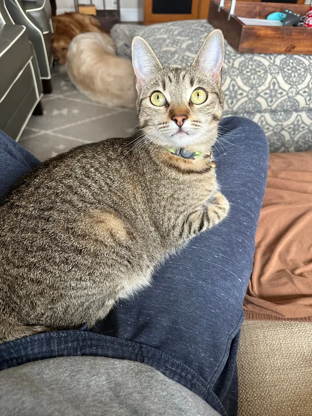 Leia - Bodega Street, Foster City