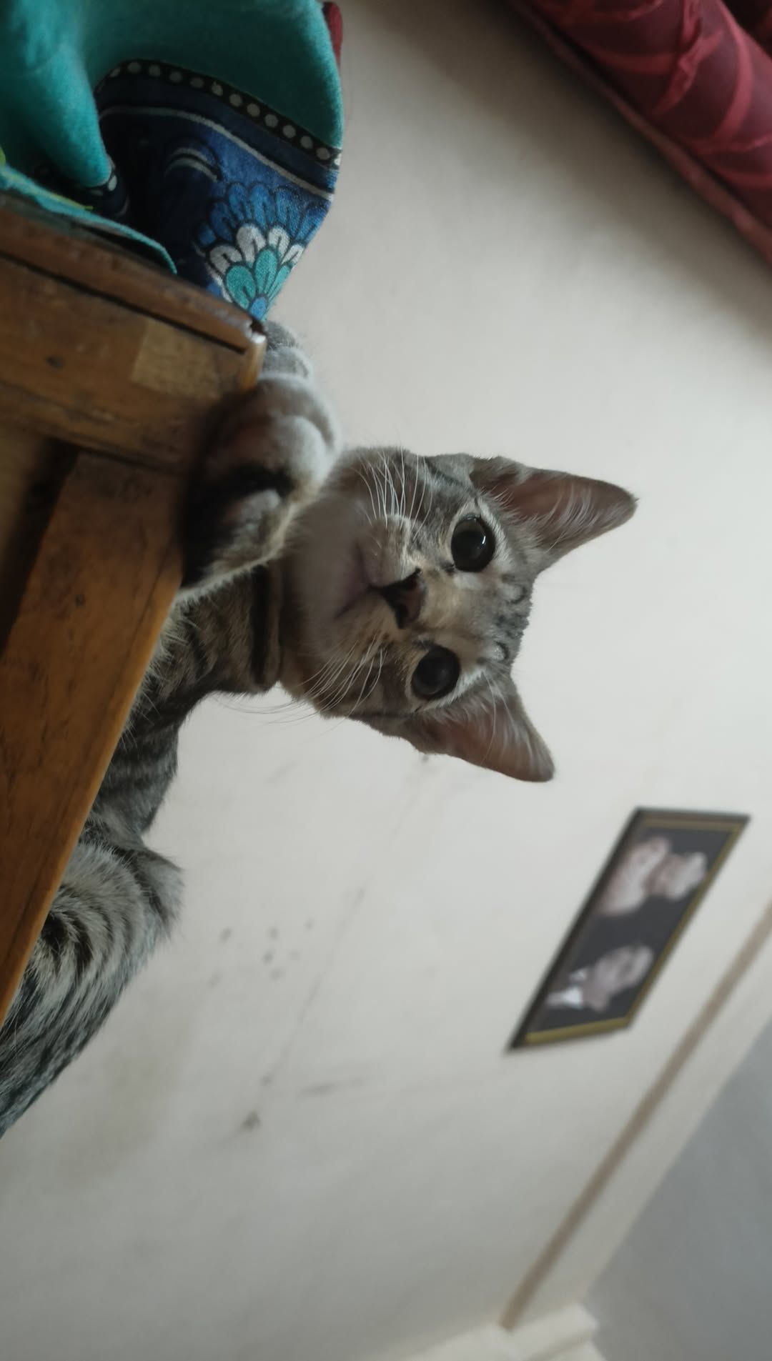 Kala (chiklu) - Pimpri Nehru Nagar Road, Pimpri