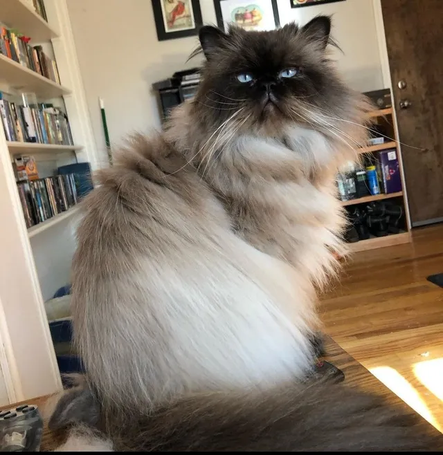 Vlad - Diane Lane, Richmond