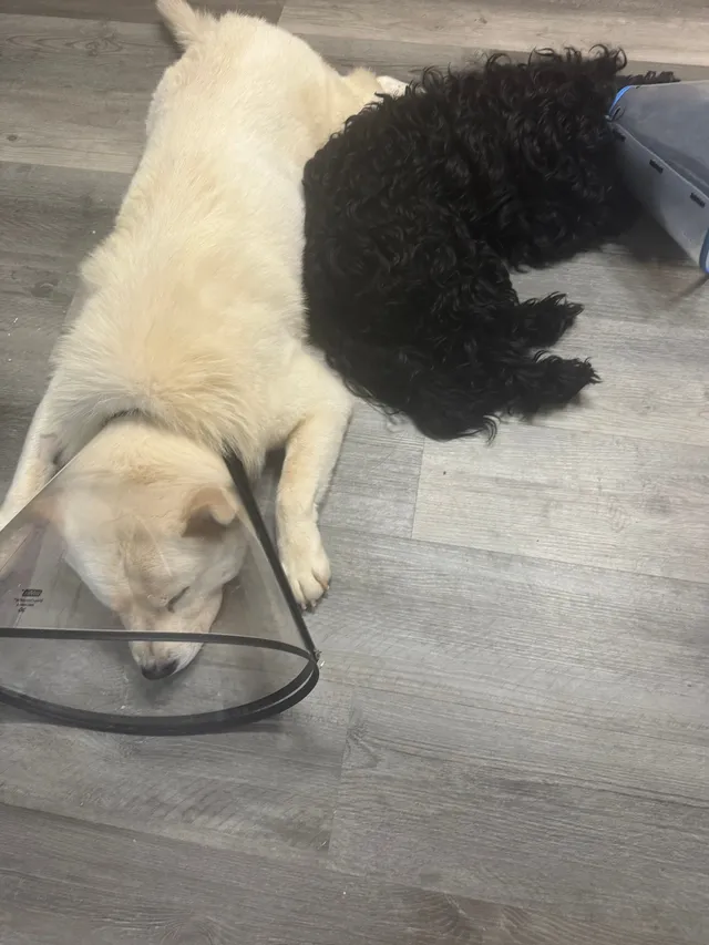 Muñeco y Kira  - 404 Steadham Rd, Columbia