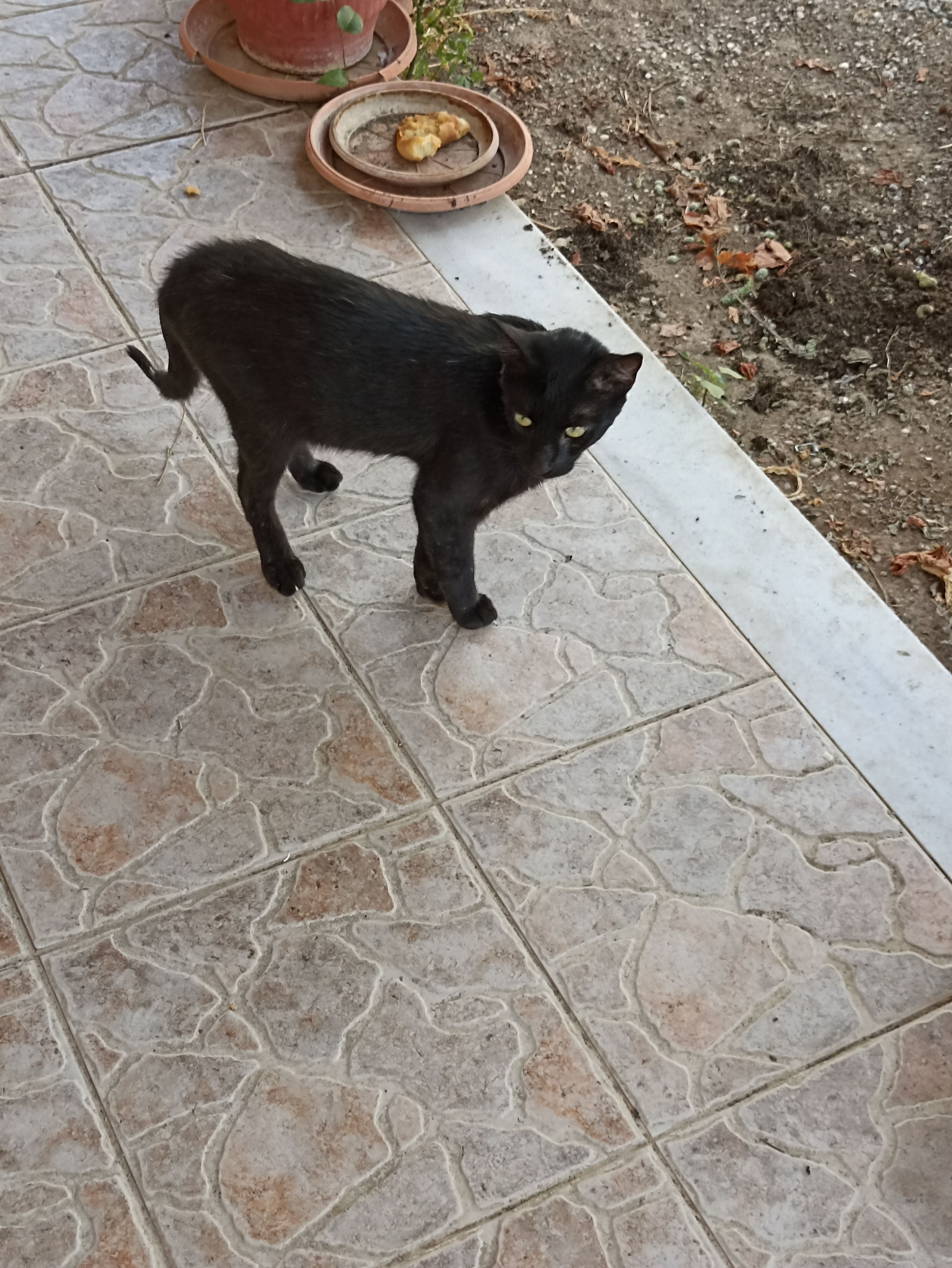 Sisso - Αγροτικός Δρόμος Παλιόβρυσης, Zacharo