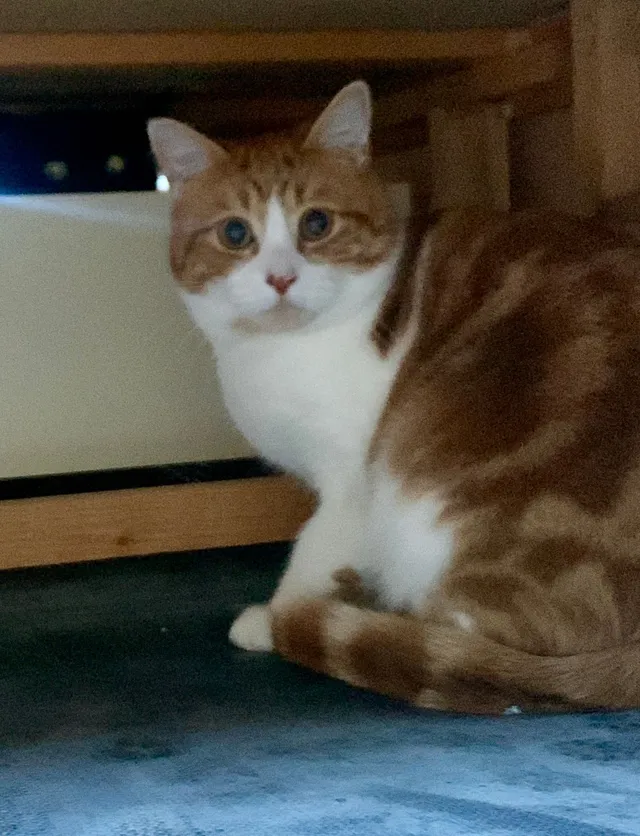 Tofu - Cliffe Way, Warwick