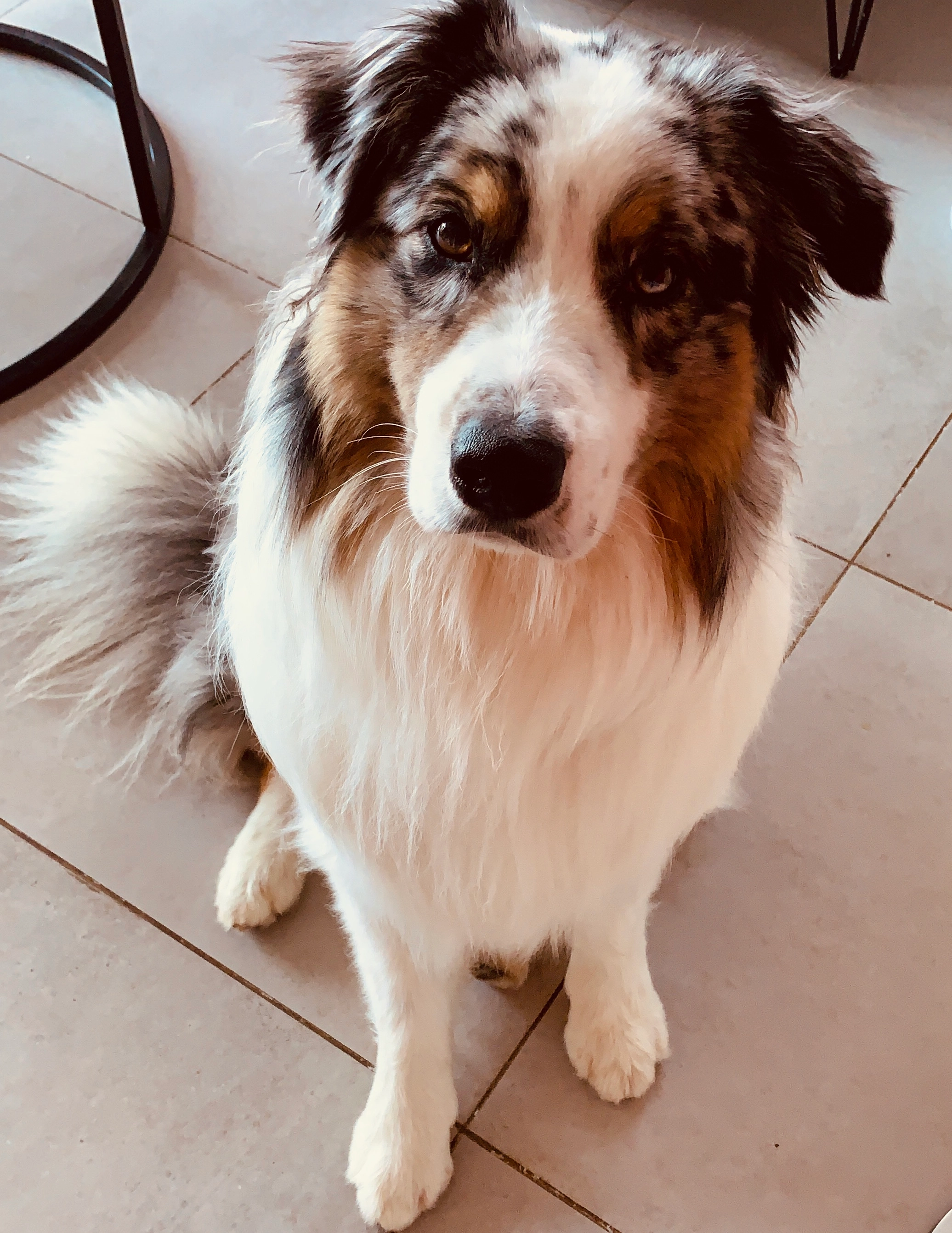 Missing Cat - Chemin Du Vallon Des Gardes Haut, Le Tholonet