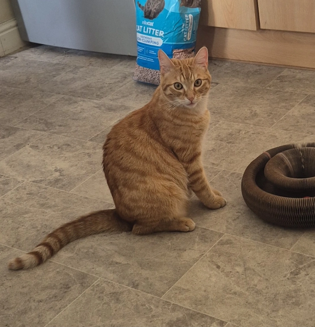 Leo - Lett's Field, Lucan