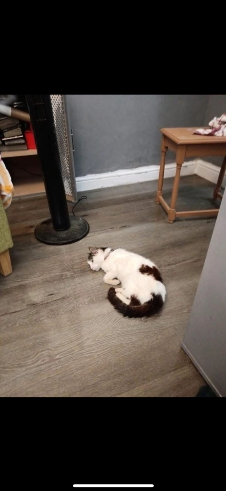 Ollie - Hutton Drive, Brentwood