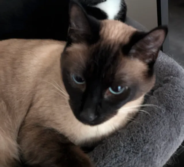 siamese - 22nd Avenue West, Seattle