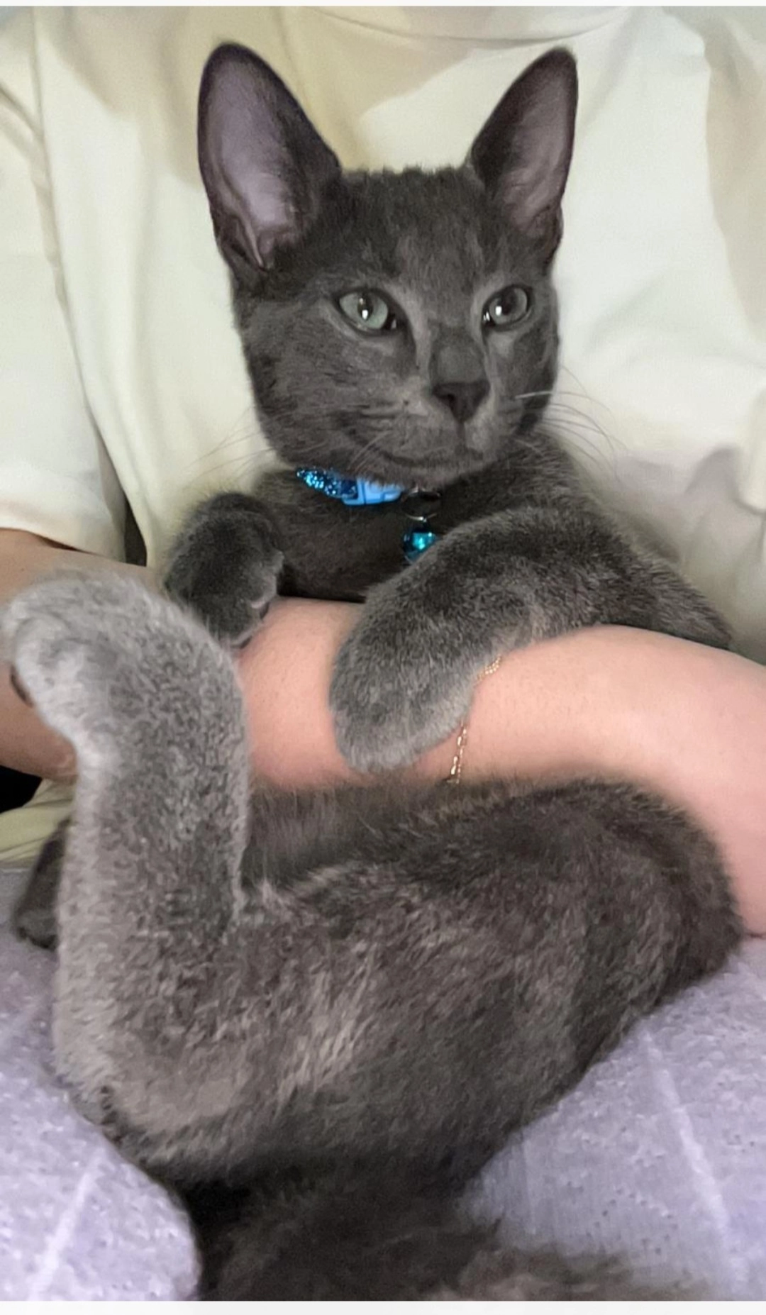 Choupinou  - Rue de la Croix Jacquelin, Gron