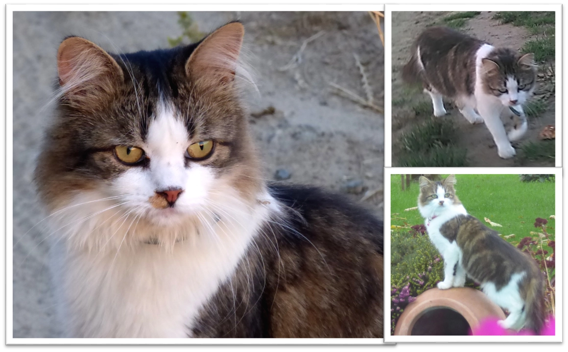 Kali - Priesterlindestraat, Grimbergen