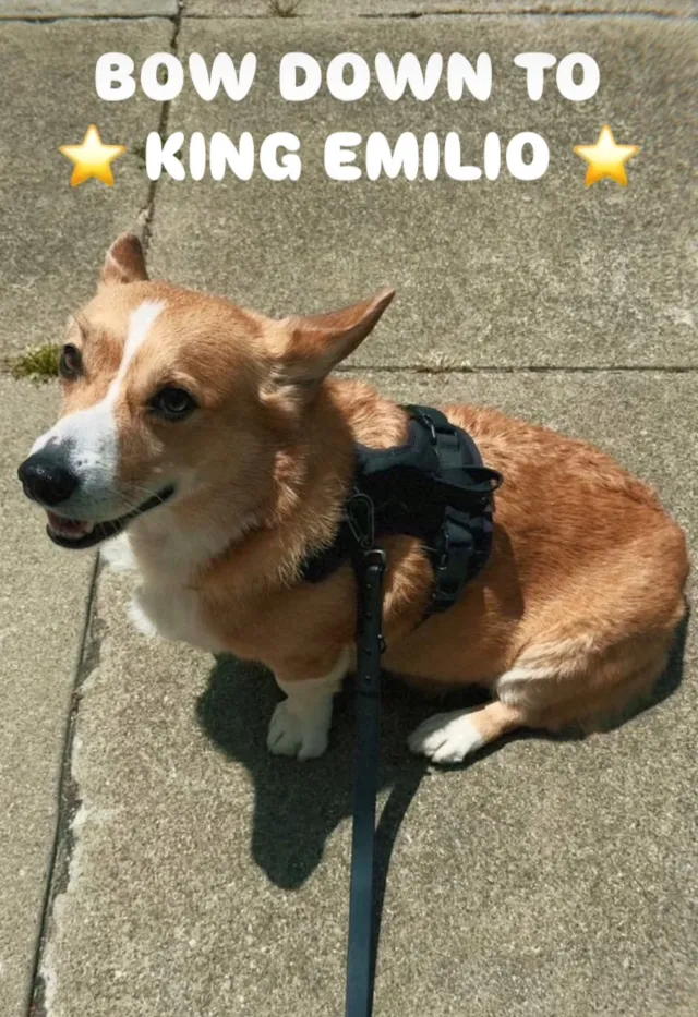 Emilio Fidellaga - 101 27th St, San Francisco