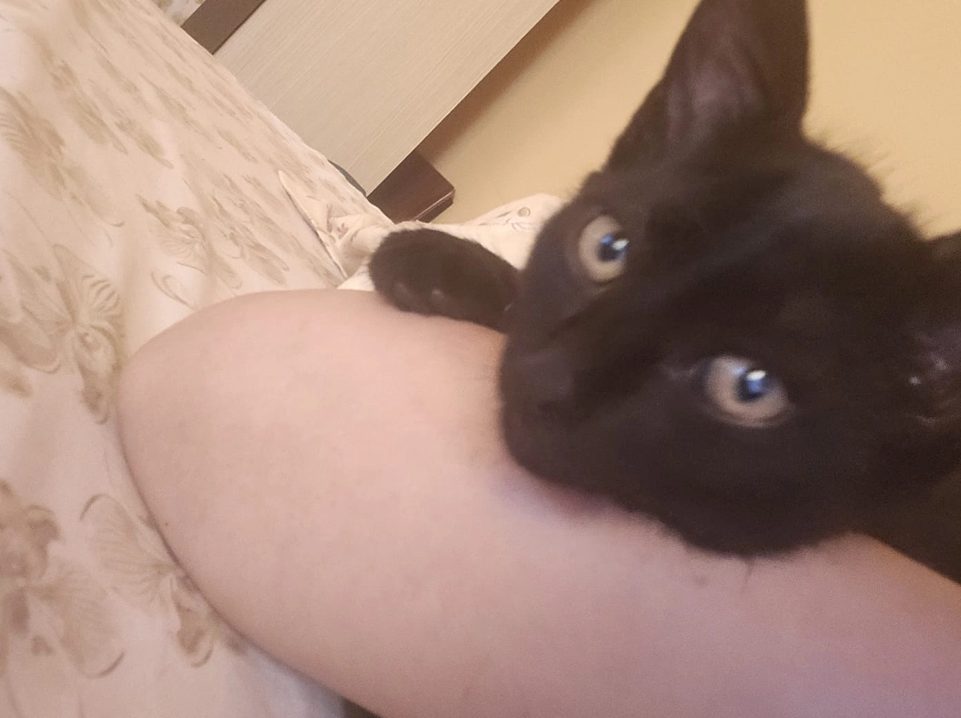 Satana - Strada Odesa, Craiova