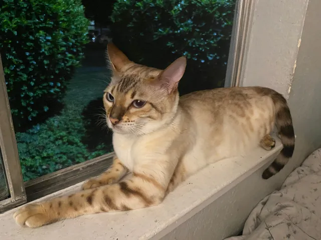 Nylah - 2045 W El Camino Ave, Sacramento