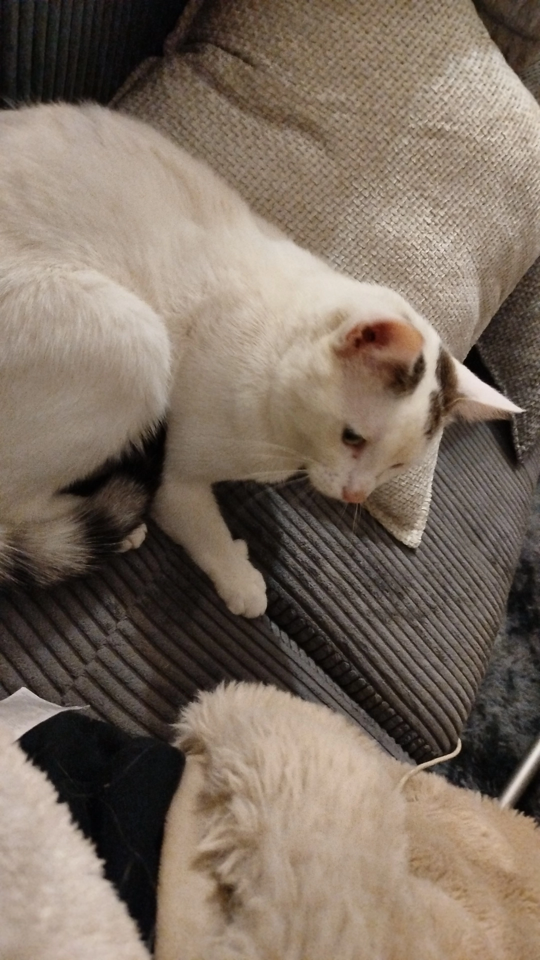 With - 24 Rue Philippe-Laurent Roland, Lille