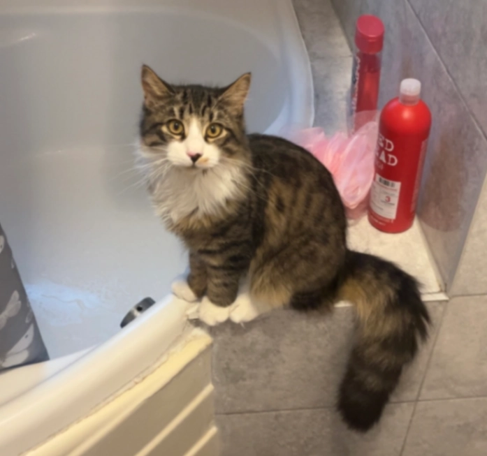 Milo - 121 Springfield Road, Wigan