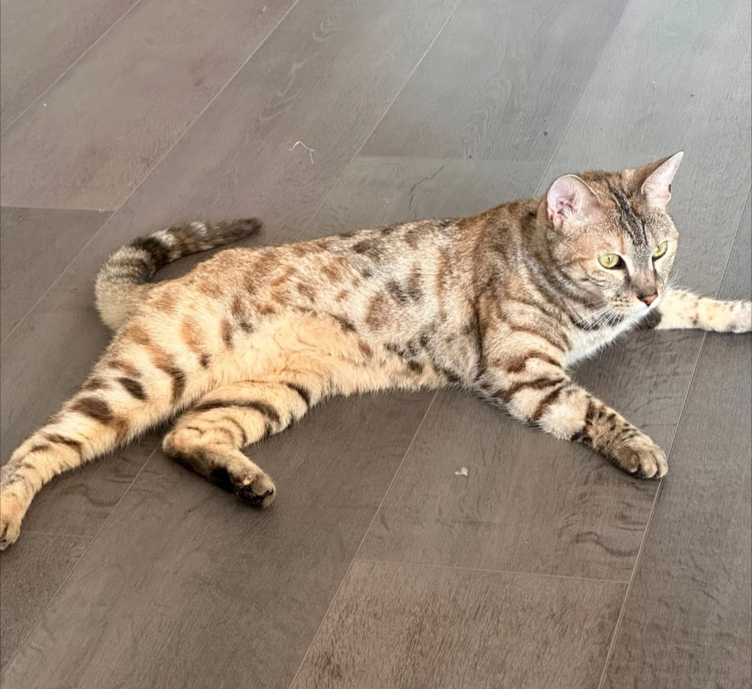 Syra - Ostallee, Trier