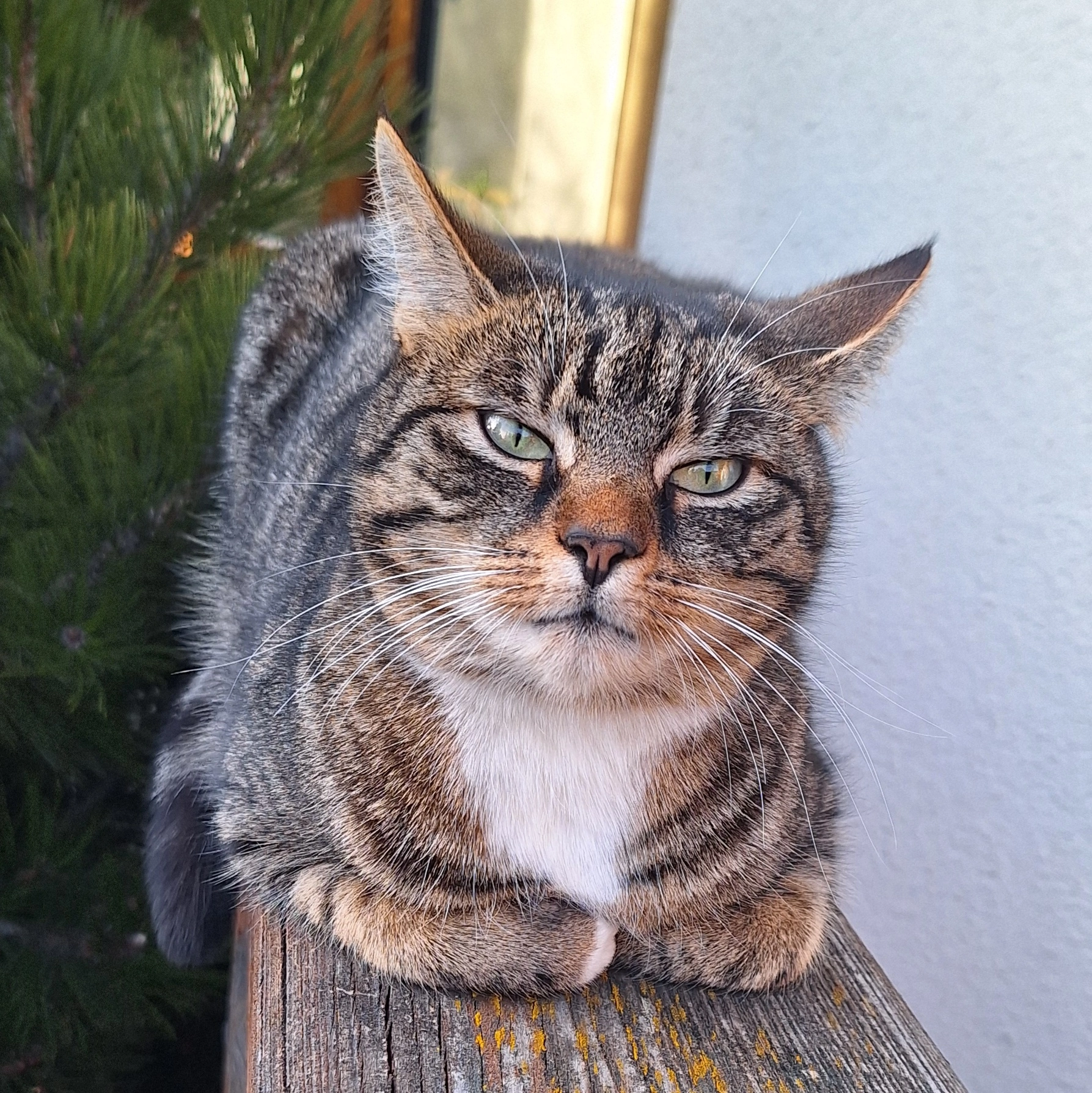 TRIXI - Geschwister-Scholl-Straße Halle Saale , Halle