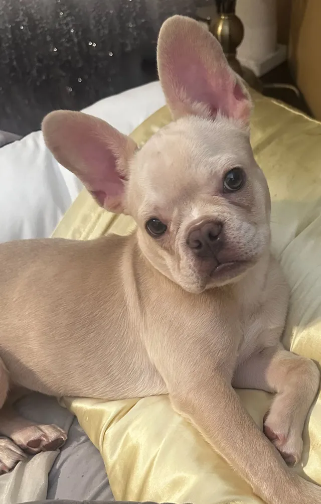 Duchess - 6900 Cadillac Blvd, Arlington
