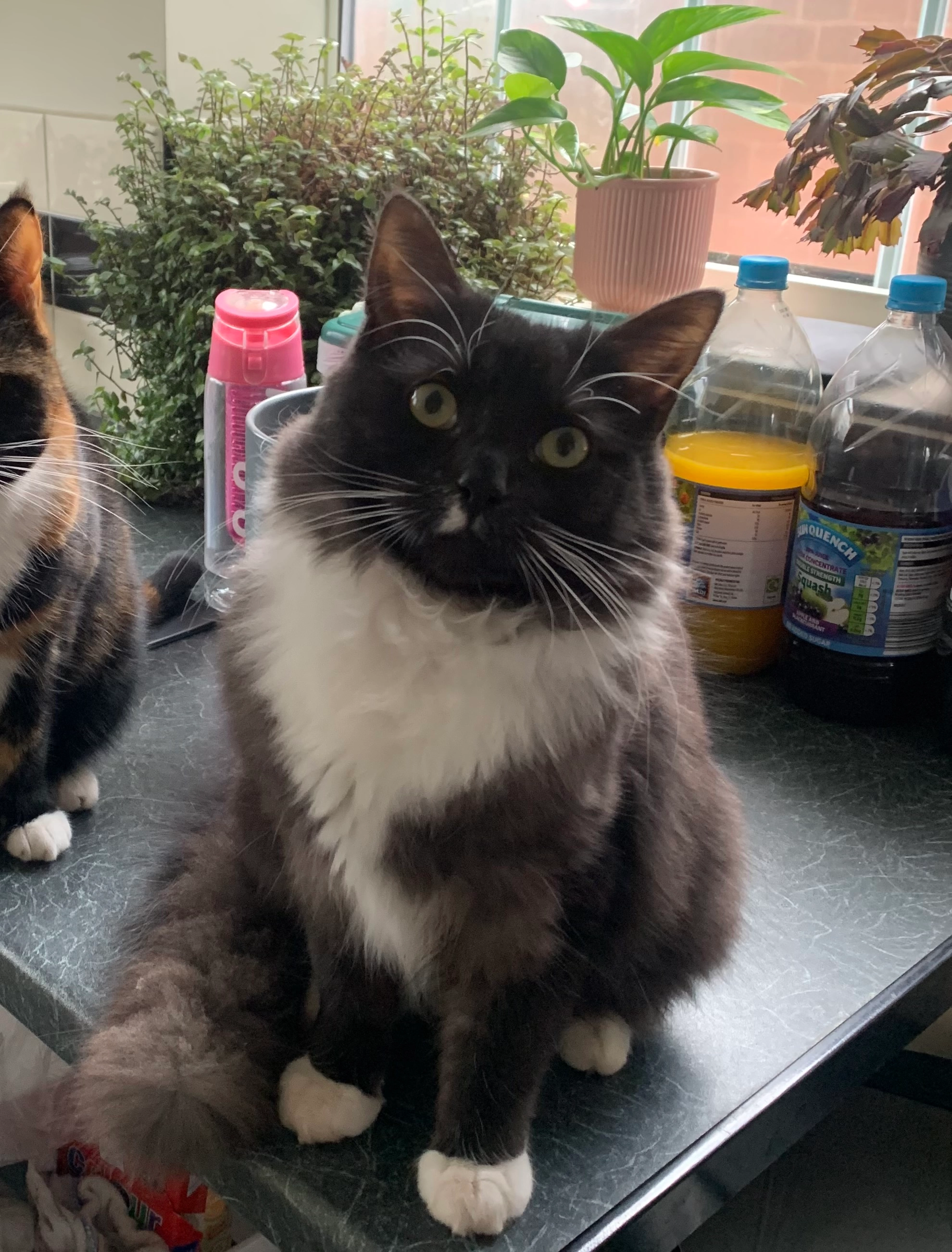 Bruno - Hall Road, Hull HU6 8SB