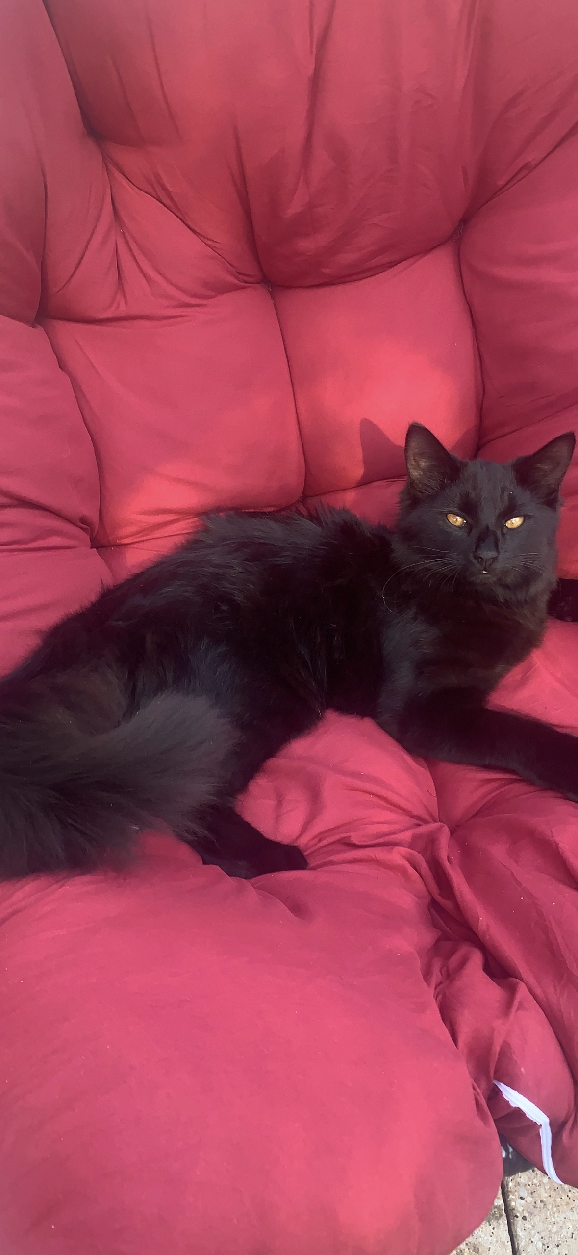 Milo - DE55 7, Alfreton