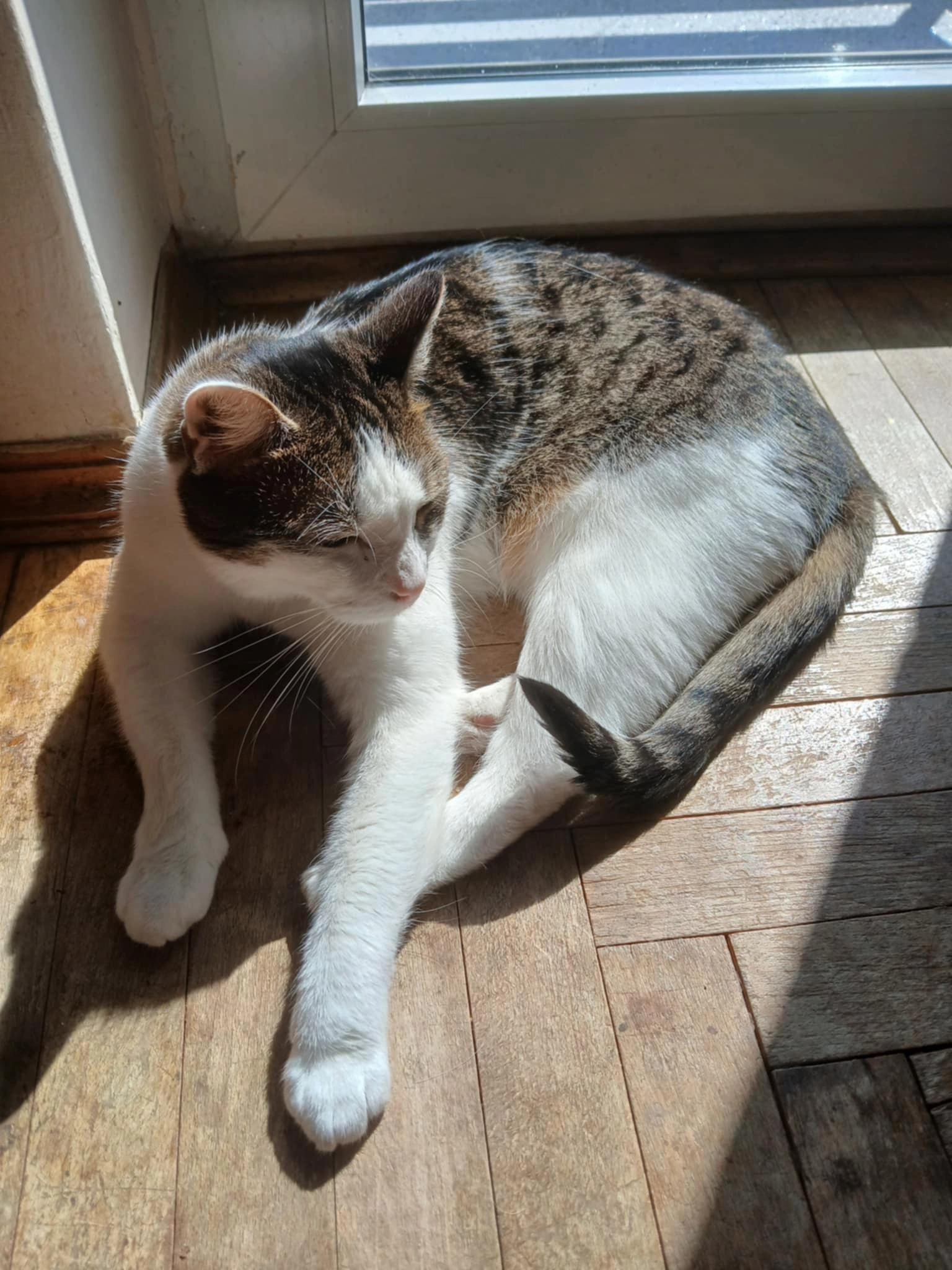 Kazia - 6 Batalionu, Niepołomice