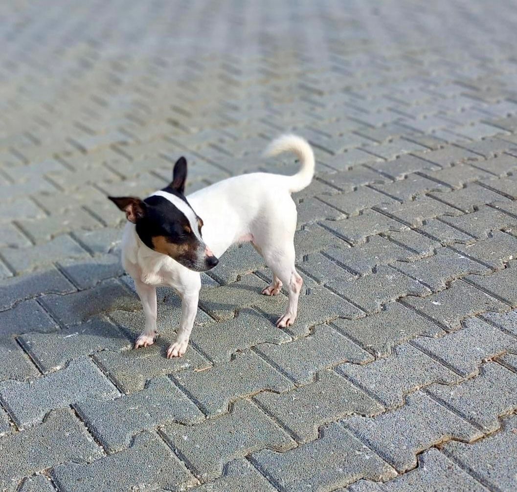 Yackie - Avenue Du Général-Guisan, Fribourg