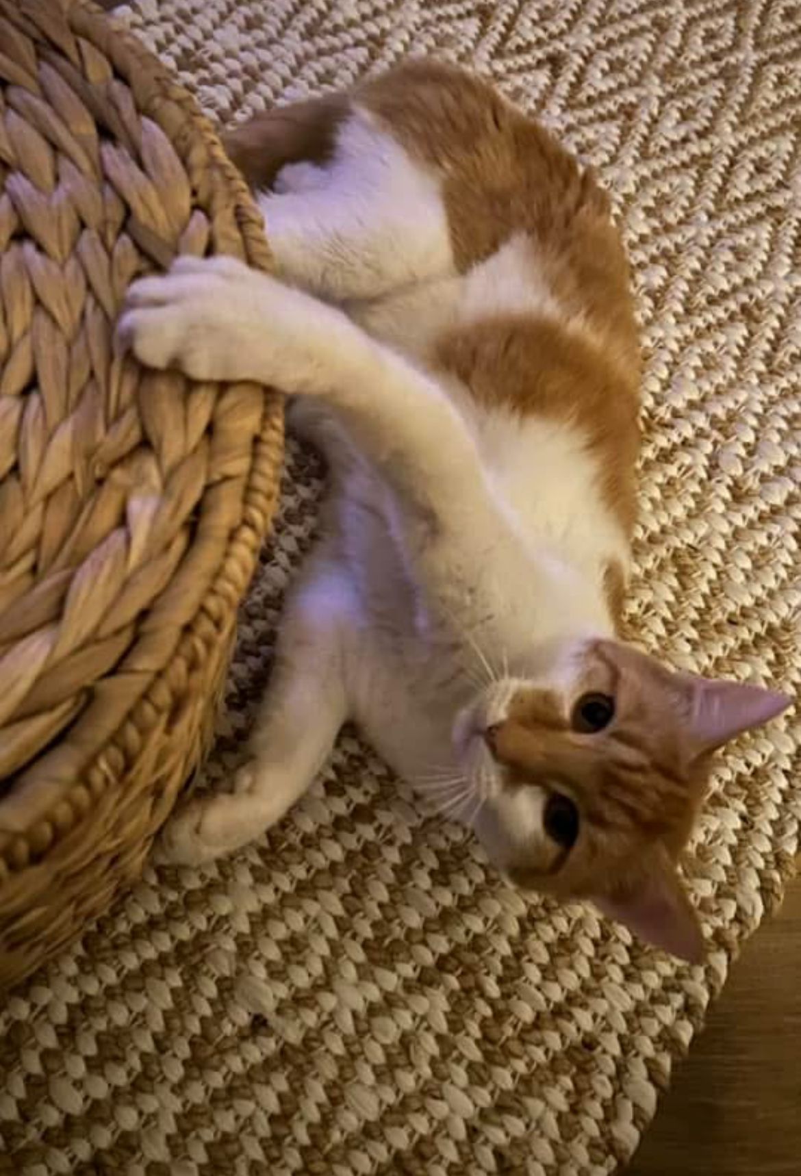 Happy - Sankt-Rochus-Straße, Zülpich