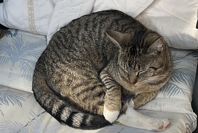 Mimi - Wacholderheide 28, Berlin