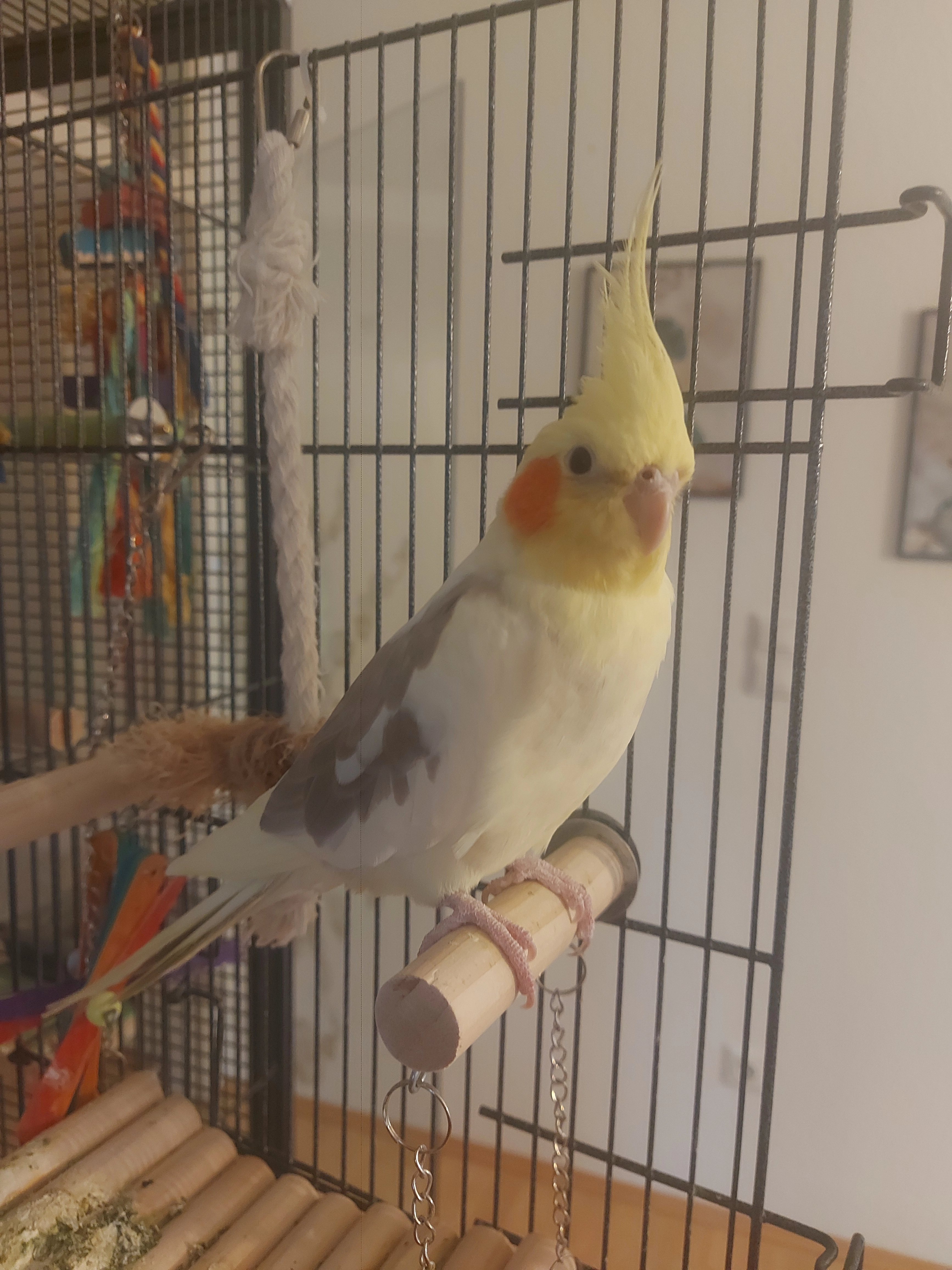 Günni - Robert-Koch-Straße 21, Melle