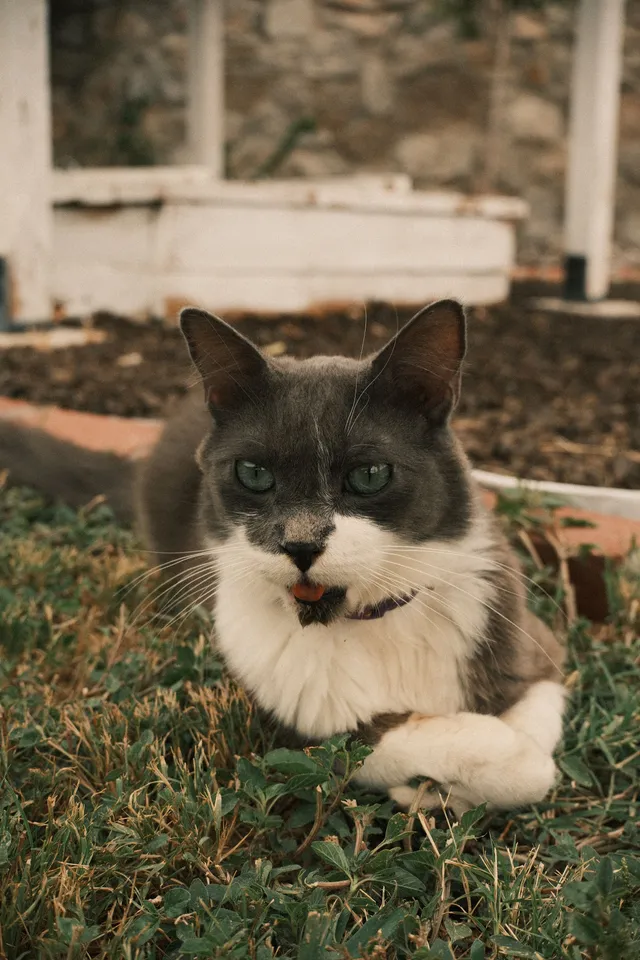 Ollie - 5704 Pebble Beach Dr, El Paso
